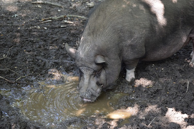 滑雪登山运 滑雪登山运